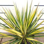 Juka vláknitá (Yucca filamentosa) ´COLOR GUARD´ - výška 40-50 cm, Ø 30-50 cm, kont. C7L (-25°C)